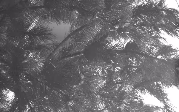 UV band captured through Astrodon UVenus bandpass filter