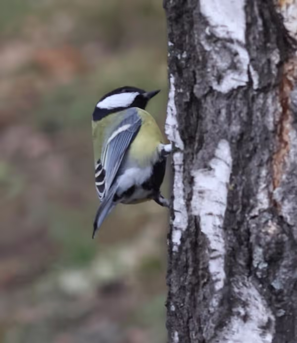 Canon R50 and RedCat 51