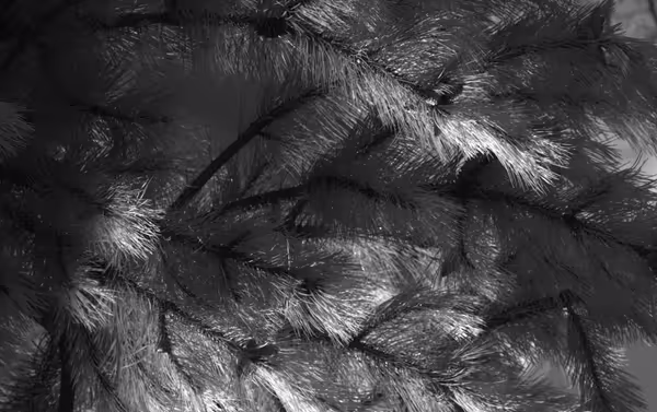 Astronomik ProPlanet 742 IR longpass filters makes pine needles appear white