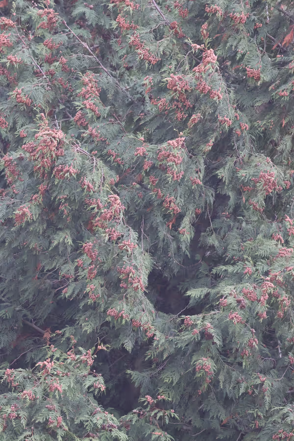 Canon R50 and RedCat 51