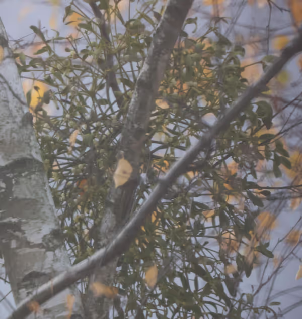 Canon R50 and a Newtonian as a lens