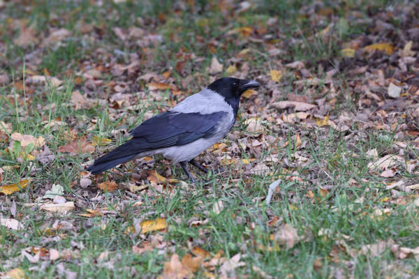 Canon R50 and RedCat 51