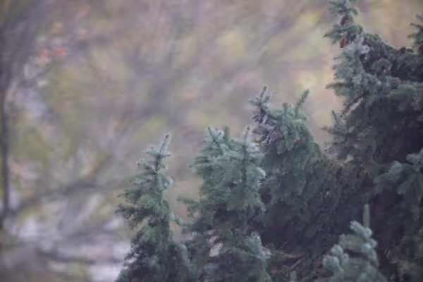 Canon R50 and a Newtonian as a lens