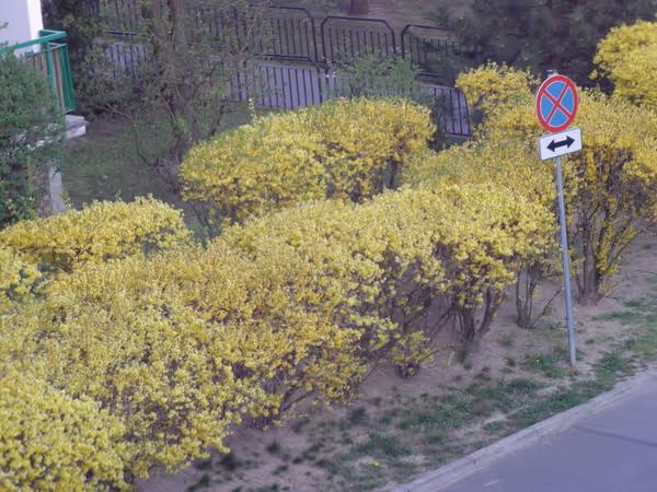 38mpix image scaled down