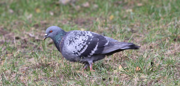 Canon R50 and RedCat 51