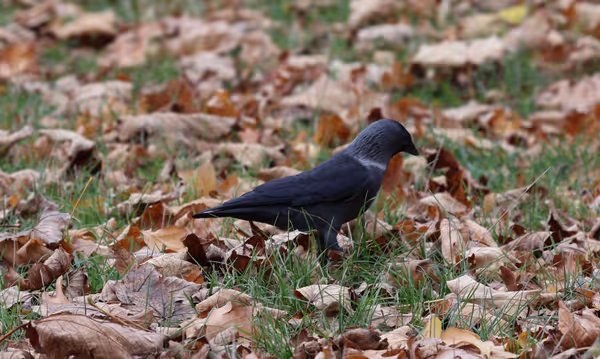 Canon R50 and RedCat 51