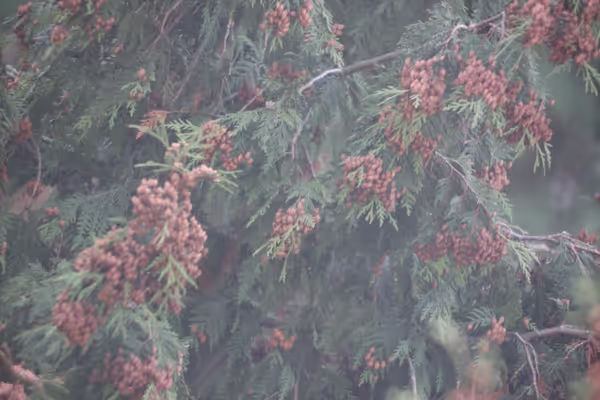 Canon R50 and a Newtonian as a lens